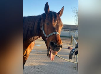 Oldenburger Mix, Wallach, 16 Jahre, 164 cm, Brauner