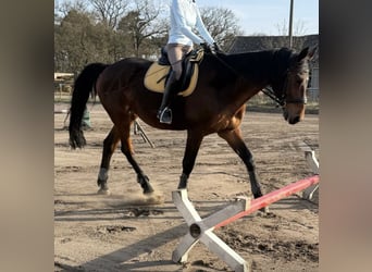 Oldenburger Mix, Wallach, 16 Jahre, 164 cm, Brauner