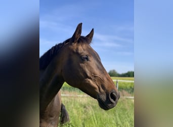 Oldenburger, Wallach, 16 Jahre, 164 cm