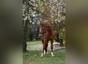 Oldenburger, Wallach, 16 Jahre, 164 cm, Fuchs