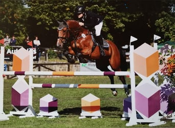 Oldenburger, Wallach, 16 Jahre, 167 cm, Brauner
