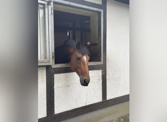 Oldenburger, Wallach, 16 Jahre, 167 cm