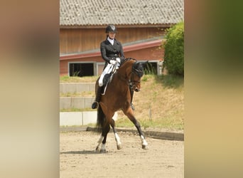 Oldenburger, Wallach, 16 Jahre, 168 cm, Brauner