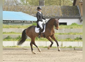 Oldenburger, Wallach, 16 Jahre, 168 cm, Brauner