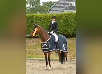 Oldenburger, Wallach, 16 Jahre, 168 cm, Brauner