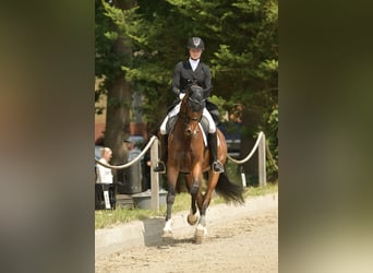 Oldenburger, Wallach, 16 Jahre, 168 cm, Brauner