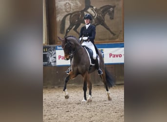 Oldenburger, Wallach, 16 Jahre, 168 cm, Brauner