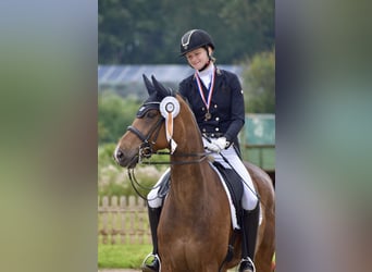 Oldenburger, Wallach, 16 Jahre, 168 cm, Brauner