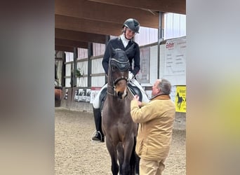 Oldenburger, Wallach, 16 Jahre, 168 cm, Brauner