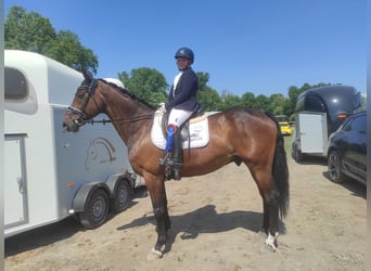 Oldenburger, Wallach, 16 Jahre, 168 cm, Brauner