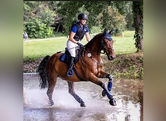 Oldenburger, Wallach, 16 Jahre, 170 cm, Brauner