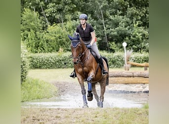 Oldenburger, Wallach, 16 Jahre, 170 cm, Brauner