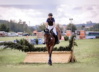Oldenburger, Wallach, 16 Jahre, 170 cm, Brauner