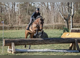Oldenburger, Wallach, 16 Jahre, 170 cm, Brauner