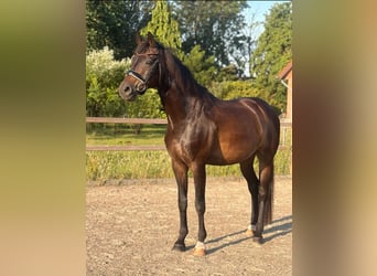 Oldenburger, Wallach, 16 Jahre, 170 cm, Dunkelbrauner