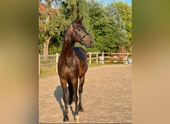 Oldenburger, Wallach, 16 Jahre, 170 cm, Dunkelbrauner