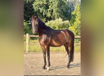 Oldenburger, Wallach, 16 Jahre, 170 cm, Dunkelbrauner