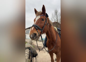 Oldenburger, Wallach, 16 Jahre, 172 cm, Dunkelfuchs