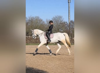 Oldenburger, Wallach, 16 Jahre, 172 cm, Schimmel