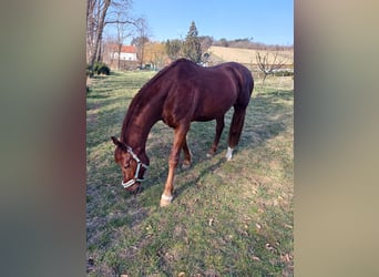 Oldenburger, Wallach, 16 Jahre, 174 cm, Dunkelfuchs