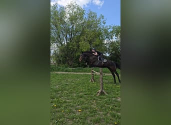 Oldenburger, Wallach, 16 Jahre, 175 cm, Brauner