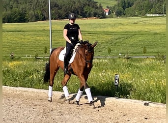 Oldenburger, Wallach, 16 Jahre, 176 cm, Brauner