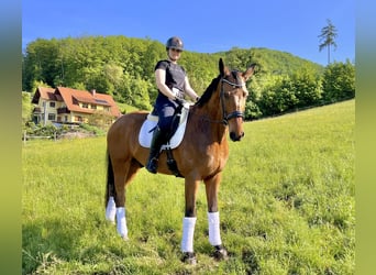 Oldenburger, Wallach, 16 Jahre, 176 cm, Brauner
