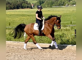 Oldenburger, Wallach, 16 Jahre, 176 cm, Brauner