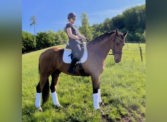 Oldenburger, Wallach, 16 Jahre, 176 cm, Brauner