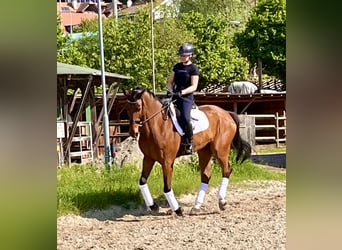 Oldenburger, Wallach, 16 Jahre, 176 cm, Brauner