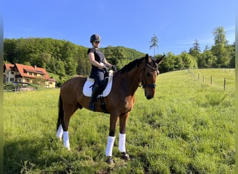 Oldenburger, Wallach, 16 Jahre, 176 cm, Brauner