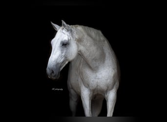 Oldenburger, Wallach, 16 Jahre, 180 cm, White