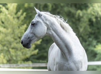 Oldenburger, Wallach, 16 Jahre, 180 cm, White