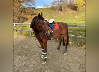 Oldenburger Mix, Wallach, 17 Jahre, 160 cm, Brauner