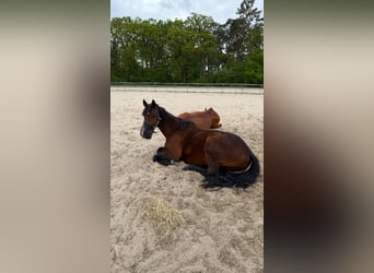 Oldenburger Mix, Wallach, 17 Jahre, 164 cm, Brauner
