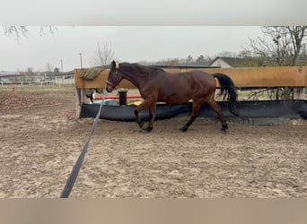 Oldenburger Mix, Wallach, 17 Jahre, 164 cm, Brauner