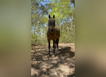 Oldenburger Mix, Wallach, 17 Jahre, 164 cm, Brauner