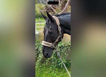 Oldenburger, Wallach, 17 Jahre, 168 cm, Rappe