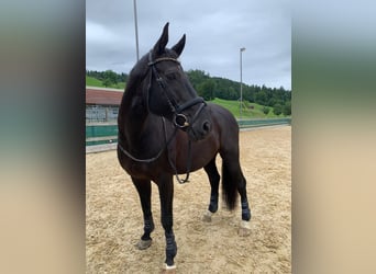 Oldenburger, Wallach, 17 Jahre, 168 cm, Rappe