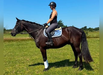 Oldenburger, Wallach, 17 Jahre, 170 cm, Schwarzbrauner