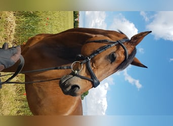 Oldenburger, Wallach, 17 Jahre, 172 cm, Dunkelbrauner