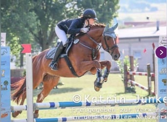 Oldenburger, Wallach, 17 Jahre, 172 cm, Fuchs