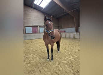 Oldenburger, Wallach, 17 Jahre, 174 cm, Brauner