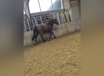 Oldenburger, Wallach, 17 Jahre, 174 cm, Brauner