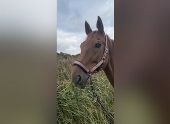 Oldenburger, Wallach, 17 Jahre, 177 cm