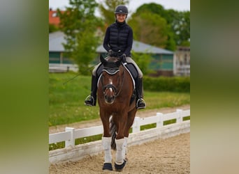 Oldenburger, Wallach, 17 Jahre, 178 cm, Dunkelfuchs