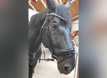 Oldenburger, Wallach, 17 Jahre, 182 cm, Rappe