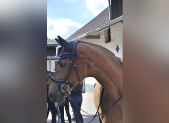 Oldenburger, Wallach, 18 Jahre, 175 cm, Fuchs