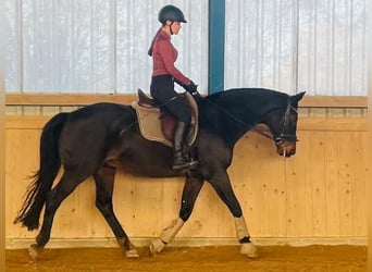 Oldenburger, Wallach, 19 Jahre, 164 cm, Dunkelbrauner