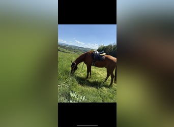 Oldenburger, Wallach, 19 Jahre, 170 cm, Fuchs